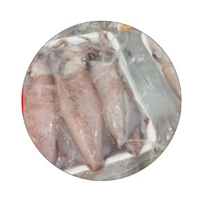 Fresh squid for export
