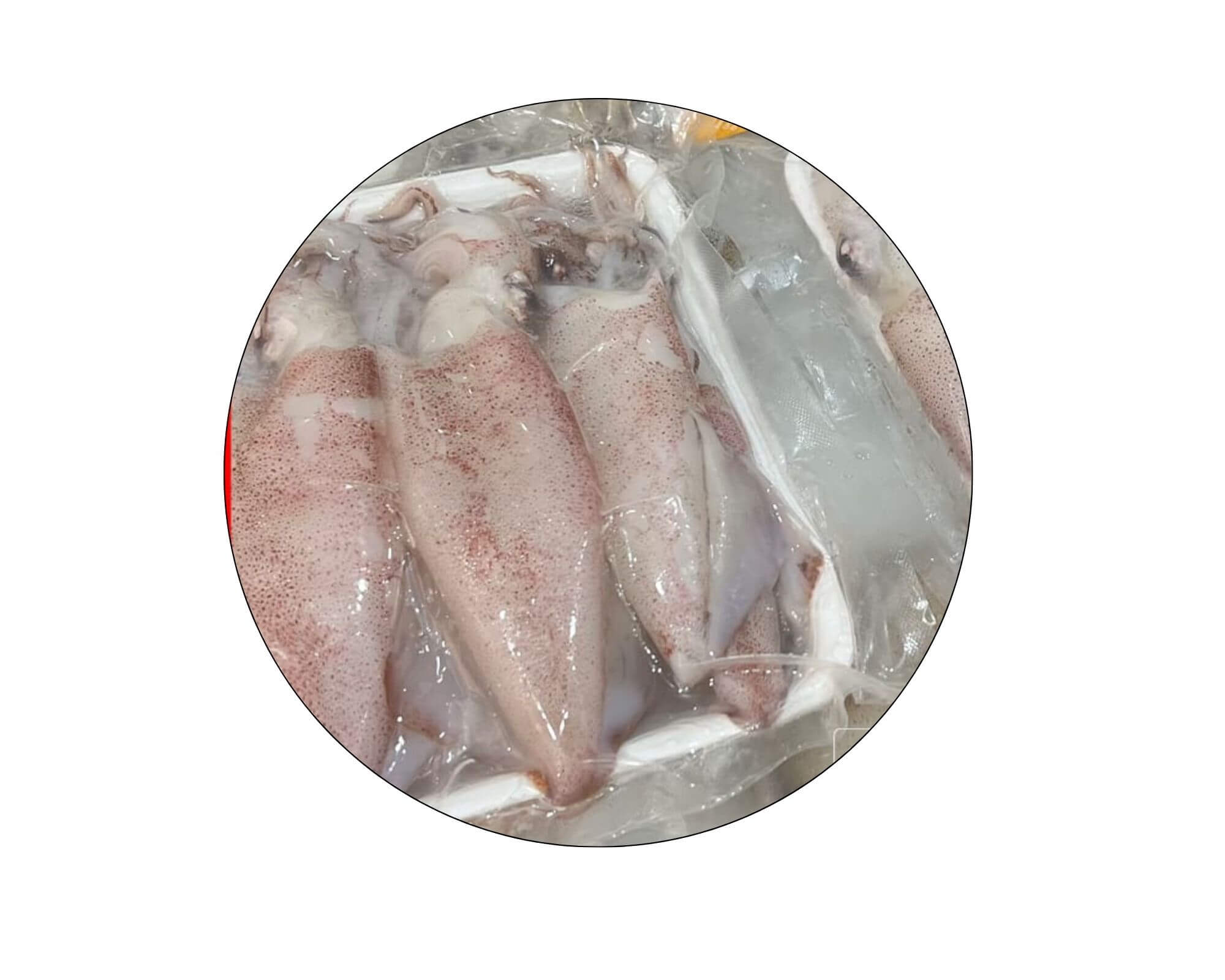 Fresh squid for export